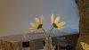 dsc03900